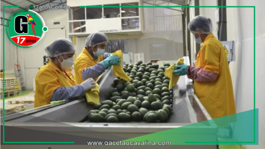 Los productores de palta de Limatambo y Mollepata en Cuzco exportarán 50 toneladas de palta por semana. 