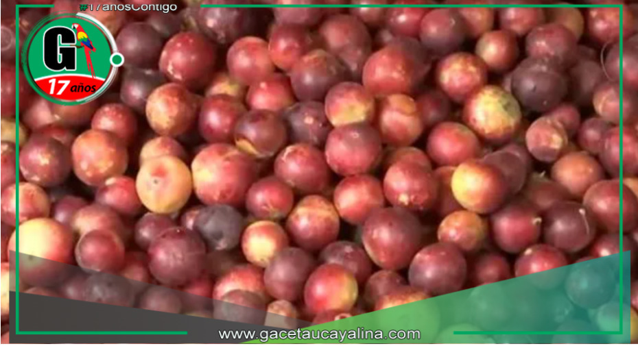 Las frutas exóticas de la selva  más requeridas en el mercado 'El Huequito' en Tarapoto 