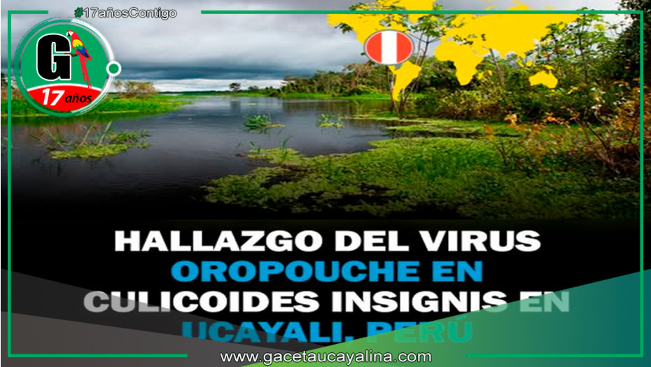 Detectan nuevo vector del virus Oropouche en Ucayali
