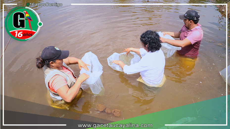 Gobierno Regional de Ucayali entrega 5 mil alevinos de gamitana en Tahuania