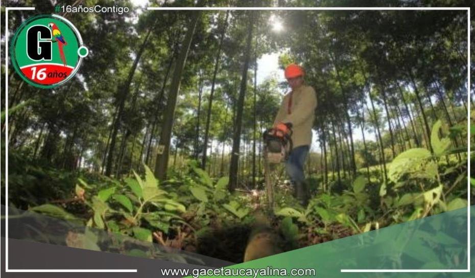 Intercambiaran experiencias exitosas sobre plantaciones forestales 