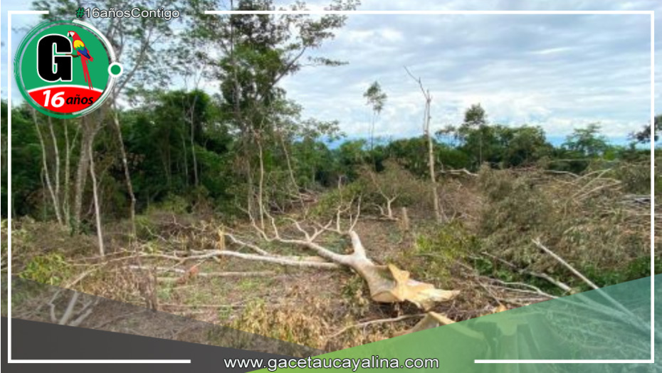 Tala ilegal amenaza la biodiversidad en área protegida de San Martín