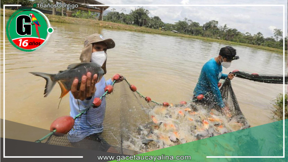Empoderando la Pesca Sostenible: Entrega de 40,000 Alevinos de Peces Amazónicos a 11 Comunidades Nativas 