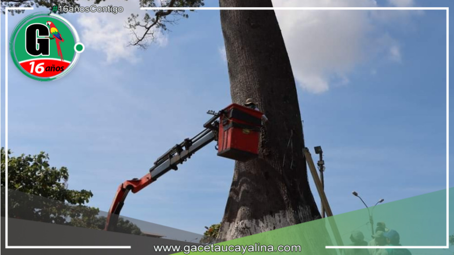 Reevalúan árbol emblemático del Parque La Lupuna con tecnología avanzada