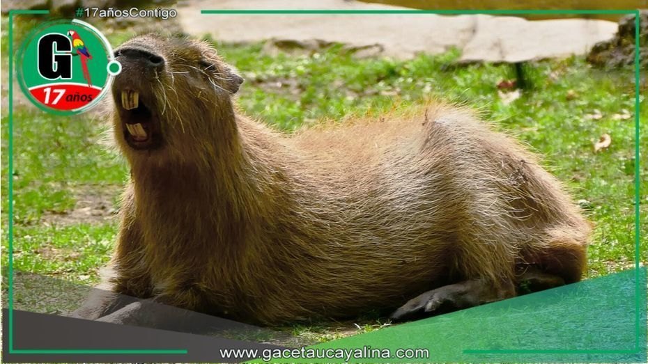 "Qué nivel capibara": Reflexión sobre la percepción errónea de la fauna silvestre