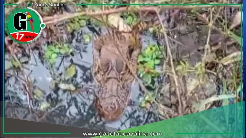 Vecinos de La Hoyada en alerta por la aparición de reptiles en descampado