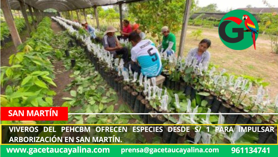 Viveros del PEHCBM ofrecen especies desde S/ 1 para impulsar arborización en San Martín.