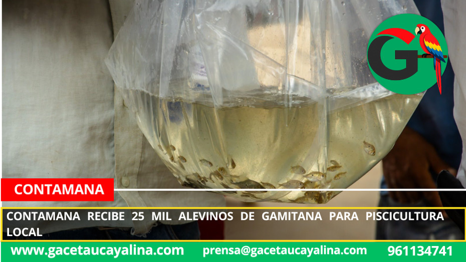 Contamana recibe 25 mil alevinos de gamitana para piscicultura local