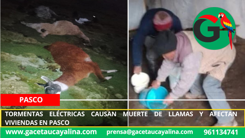 Tormentas eléctricas causan muerte de llamas y afectan viviendas en Pasco