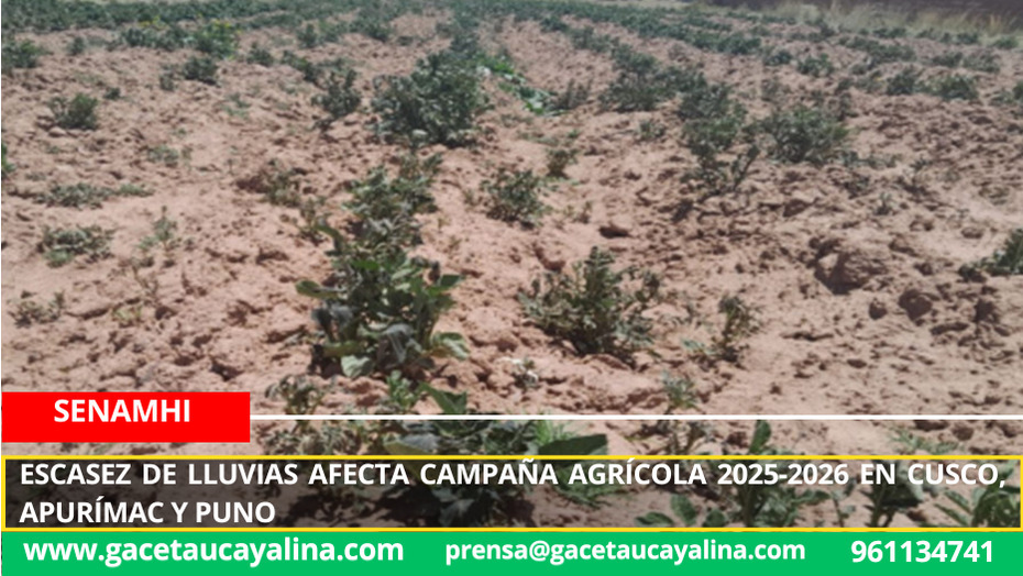 Escasez de lluvias afecta campaña agrícola 2025-2026 en Cusco, Apurímac y Puno