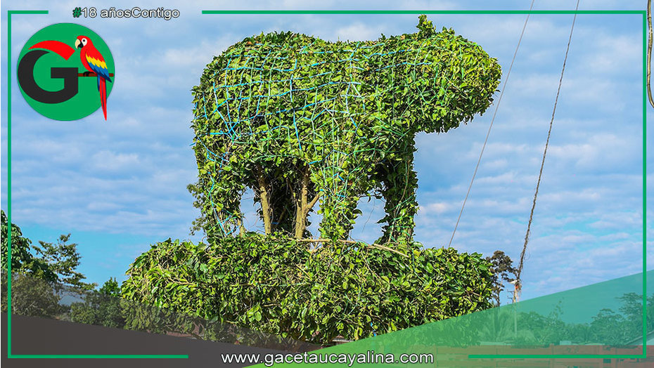 Plaza Mayor  de Sepahua luce ficus podados como esculturas naturales vivas
