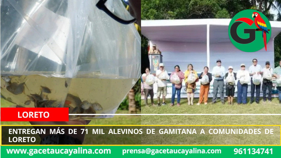 Entregan más de 71 mil alevinos de gamitana a comunidades de Loreto