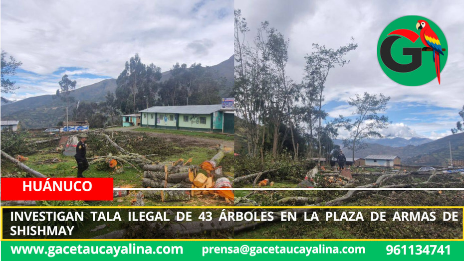 Investigan tala ilegal de 43 árboles en la Plaza de Armas de Shishmay