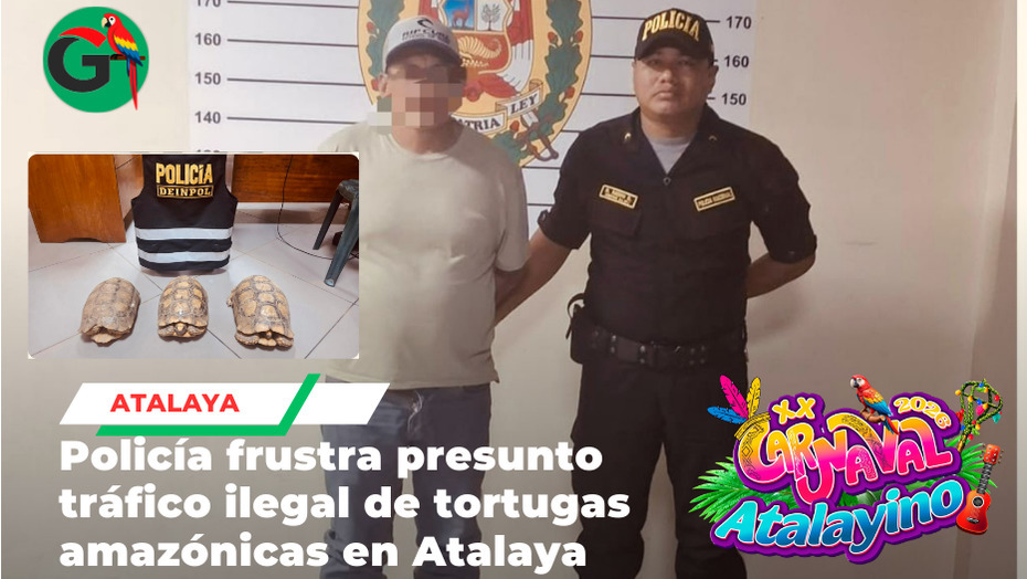 PNP detiene sujeto por tráfico ilegal de tortugas en Atalaya
