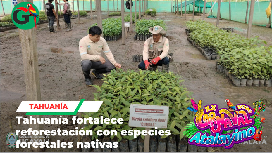 Supervisan traslado de plantones en Tahuanía para reforestación